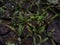 TheÂ maidenhair spleenwort (Asplenium trichomanes) fern